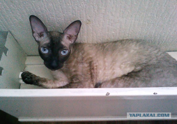 Котовторник 16.12.2014