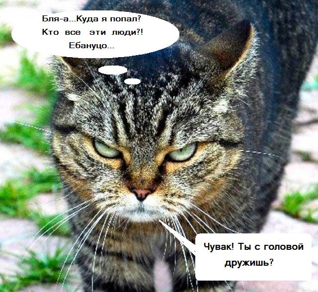 Кошачий кошмар