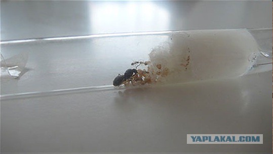 Как создать собственную колонию муравьев