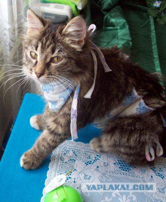 Прикольные коты