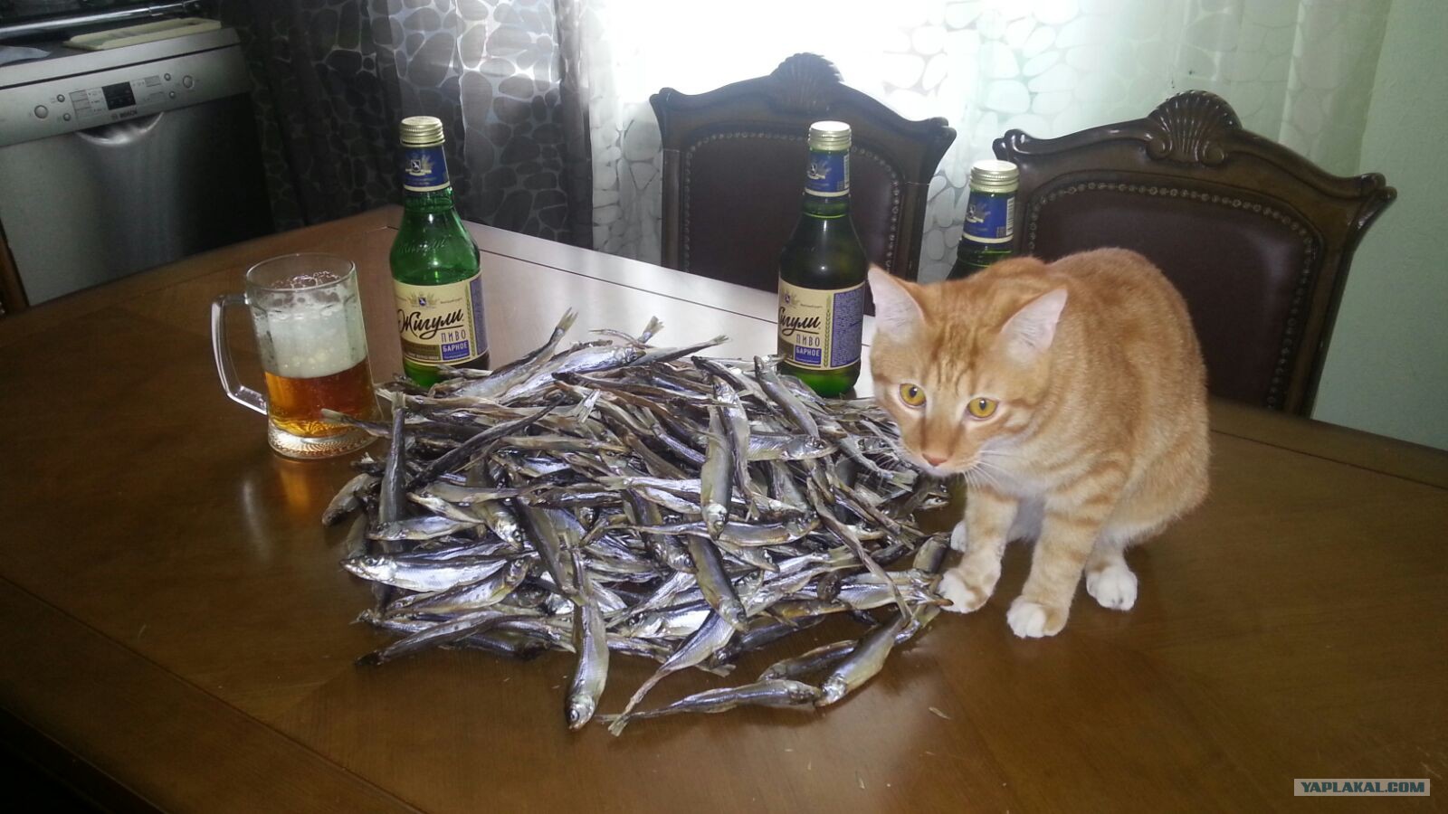 Коты с пивом