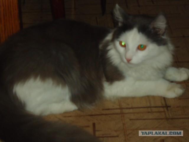 Мой личный котоленд 9