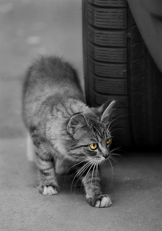 Коты, кошки, котята
