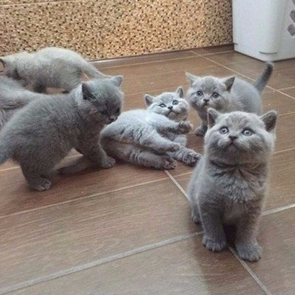 Мохнатые беспредельщики