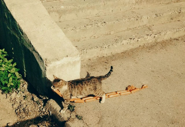 Коты, которые пытались что-то украсть