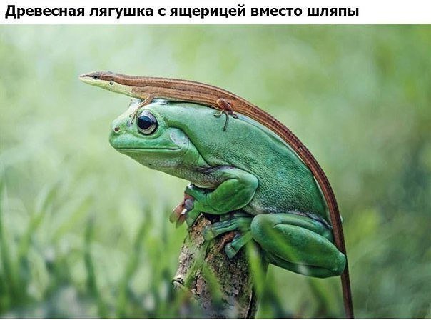 Комментарии и картинки из соцсетей