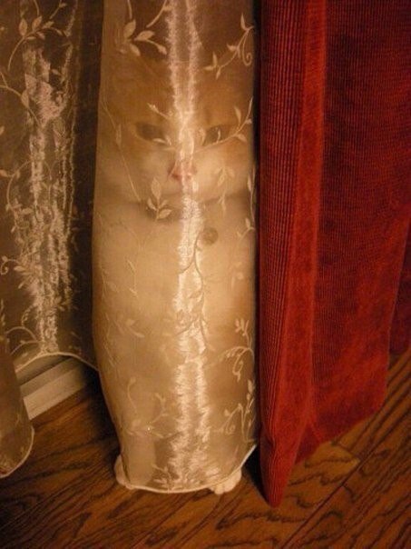 Прикольные животные