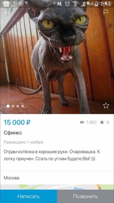Некоторые занимательные факты о кошках сфинксах
