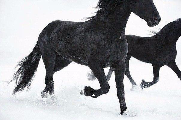 Самые смешные животные