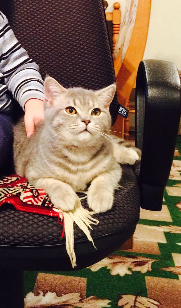 Коты и Кошки