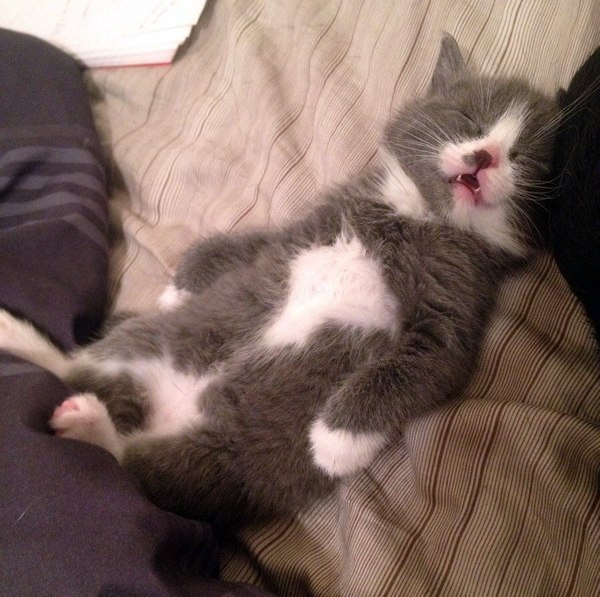 Коты и Кошки