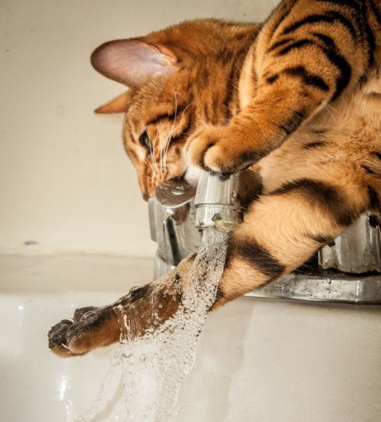 Коты и Кошки