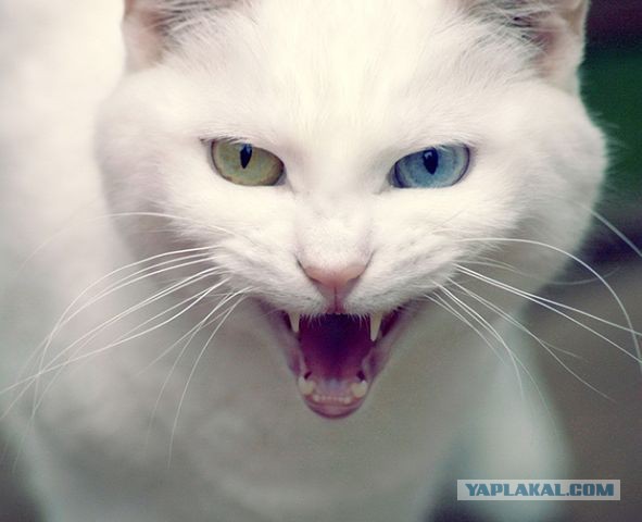 Нашел друга