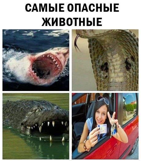 Приколы в стиле "регресс"