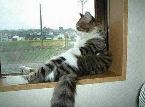 Коты и Кошки