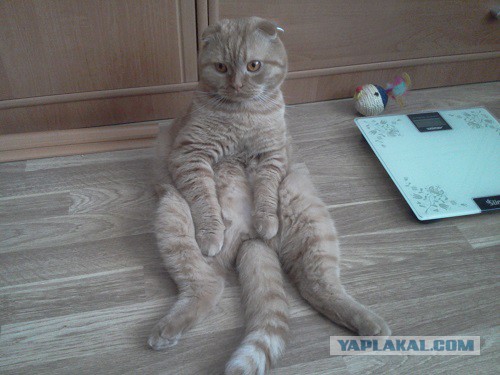 Коты и Кошки