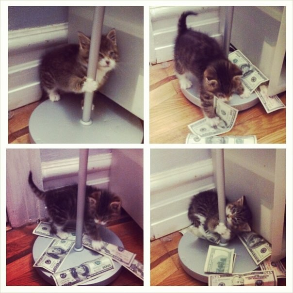 Коты и Кошки