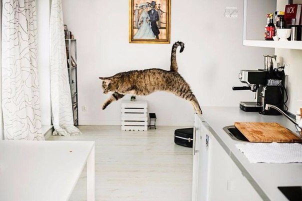 Коты и Кошки