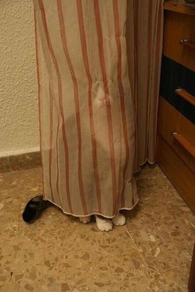 Коты и Кошки