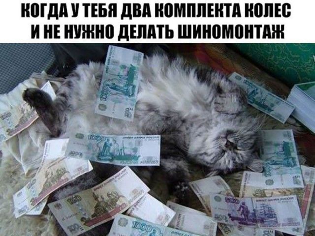 Коты и Кошки