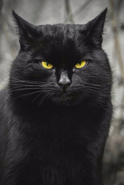 Фотобомбы котов