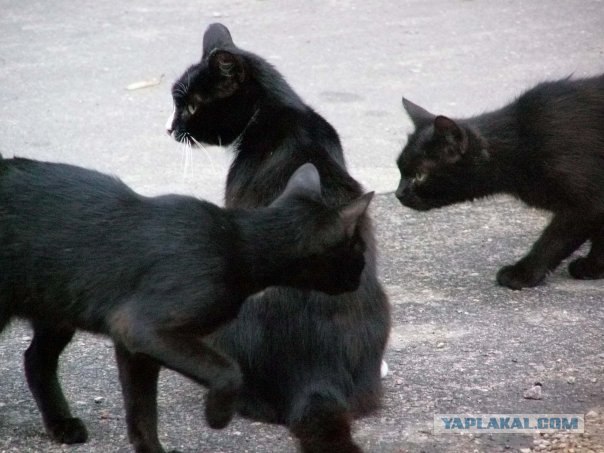 Котовторник на вторник! (30.09.2008)
