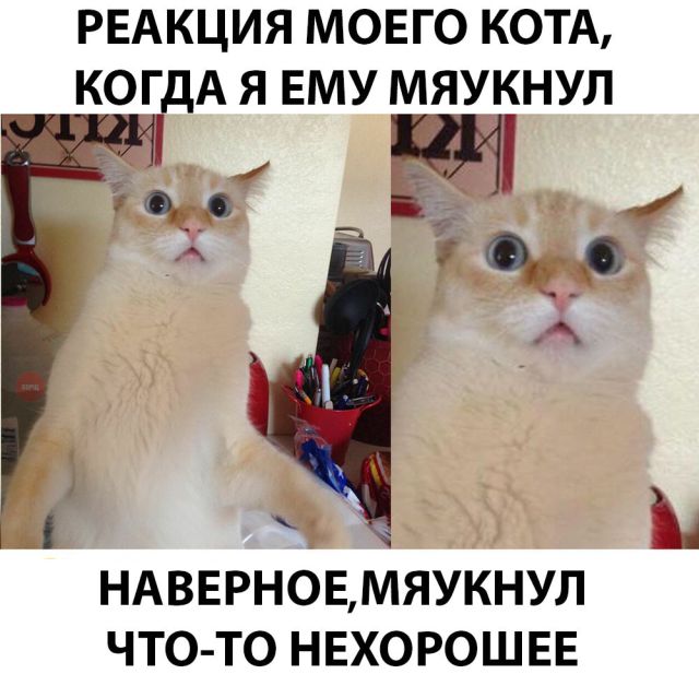 Немного милоты