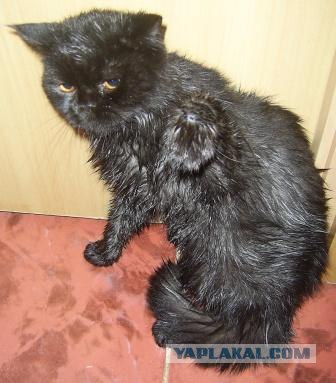 Котовторник на ЯПлакалъ: Кото и кто-то!