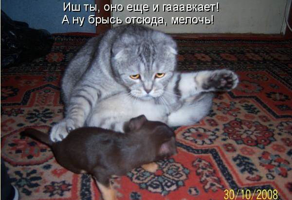 Новогодний КОТОВТОРНИК!