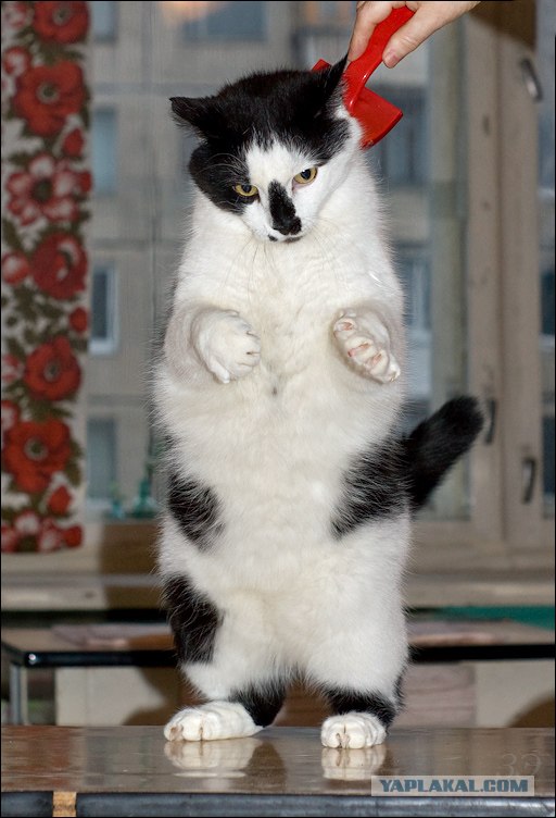 Котосреда (06.05.2009)