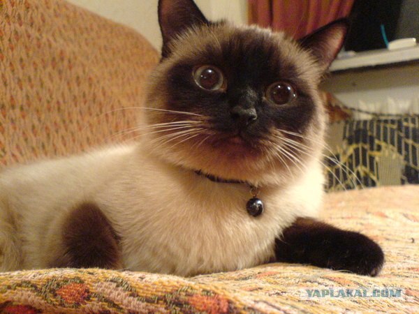 Котовторник!