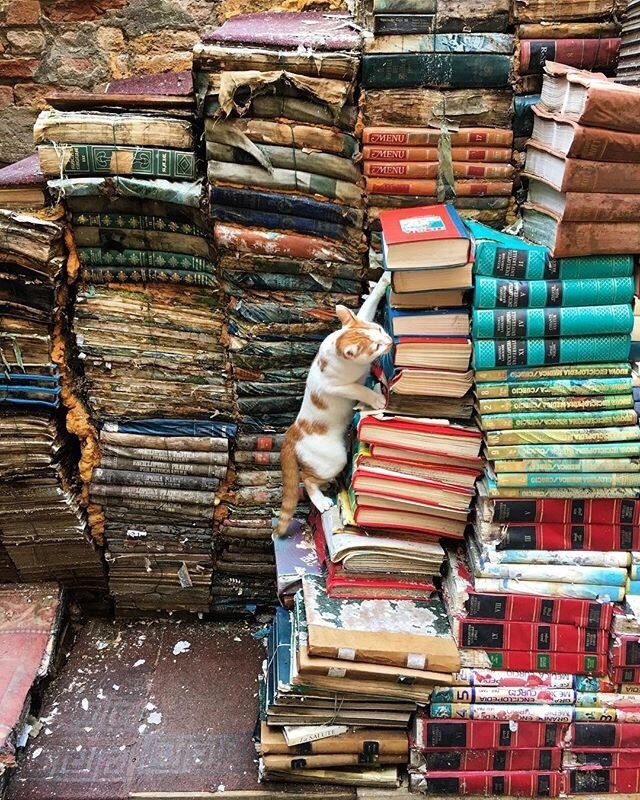 Прикольных котов пост