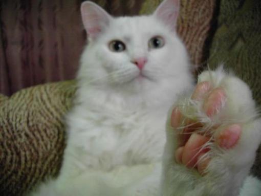 Начинаем котовторник!