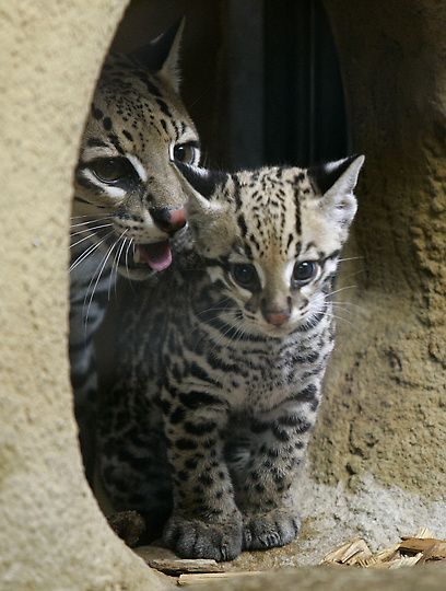 Котовторник!