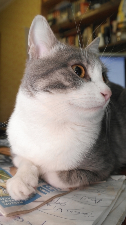 Первый КОТОВТОРНИК 2012