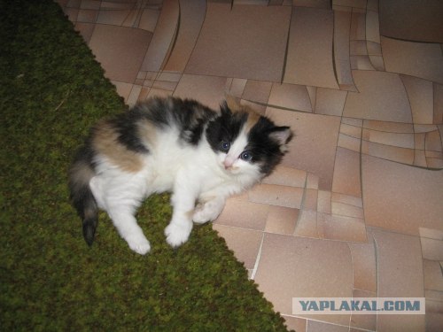 Котовторник (07.02.2012)