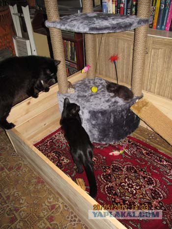 Котовторник 29.05.2012