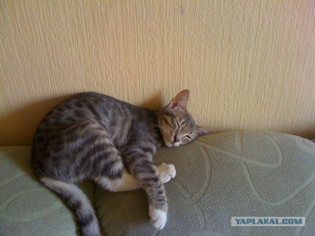 Котовторник  28.08.12