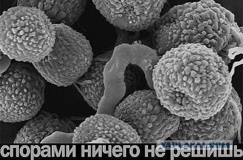 Собакам запретили появляться в общественных местах