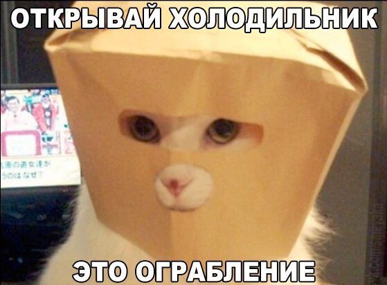 Засекречивание кота