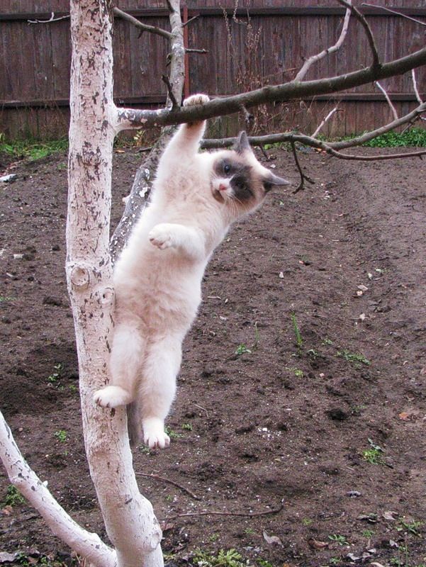 Можно начинать? Котовторник от 05.05.20
