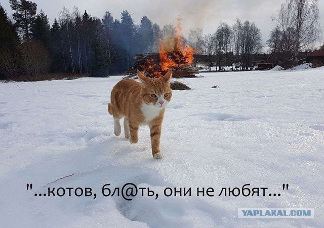 Что бывает, если оставить на минутку еду без присмотра