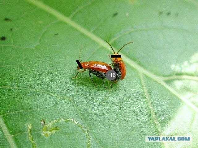 Он как бы нам машет?