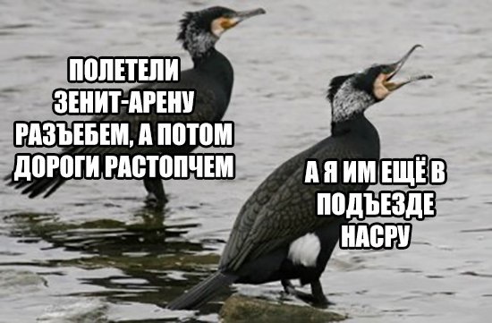 Правительство России планирует выделить 42,6 млн руб. на истребление ворон на крыше здания правительства.