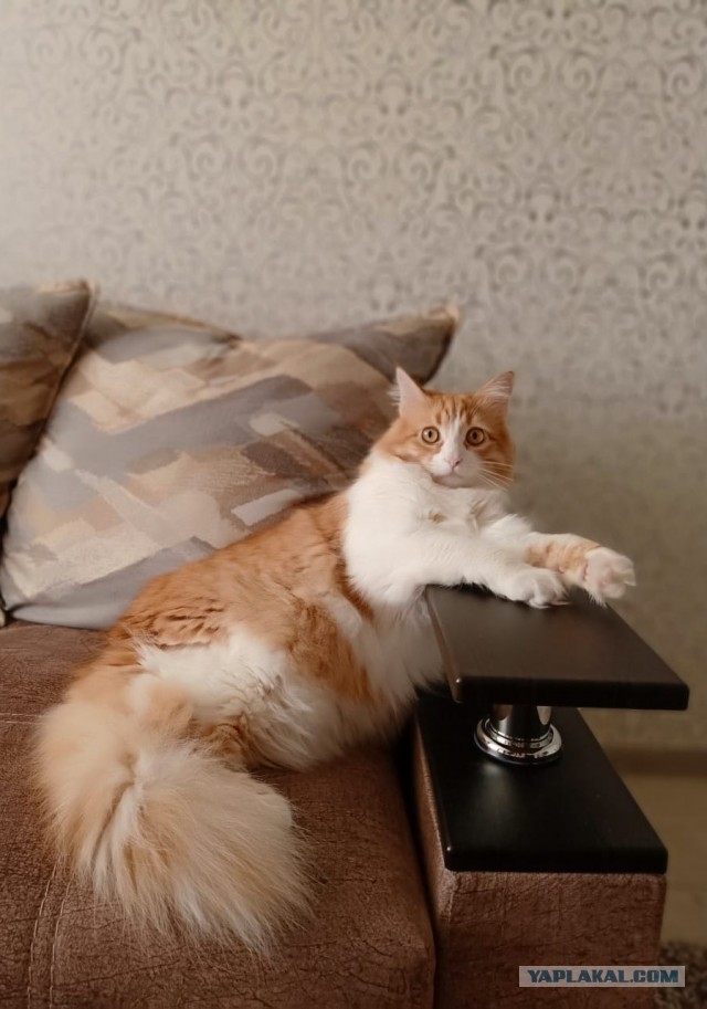 Моя красотка