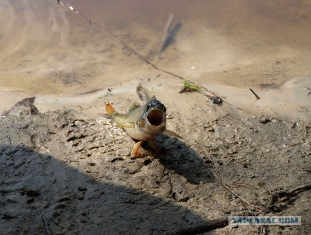 Фотожаба: "Чо?"