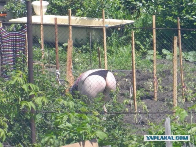 Зрелость VS Спелость. Пятничная