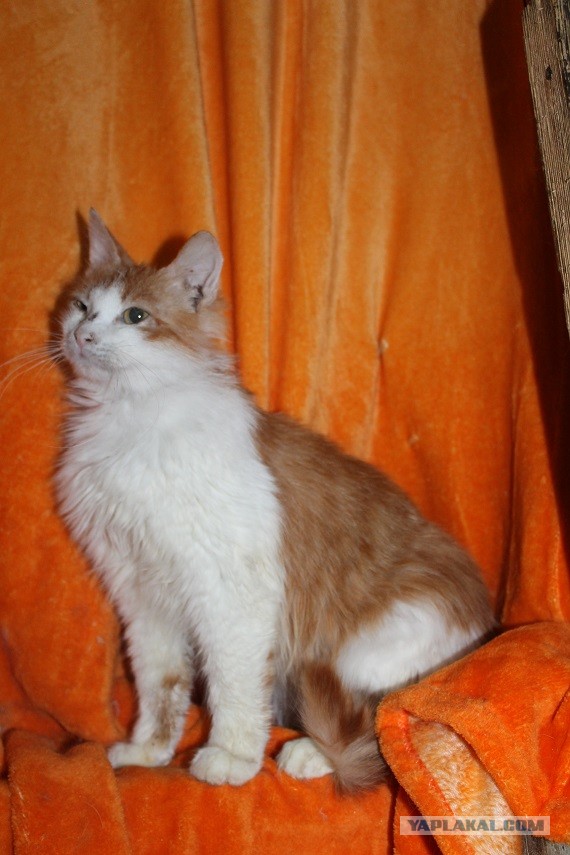 Жизнь домашнего приюта "Котоленд" 269