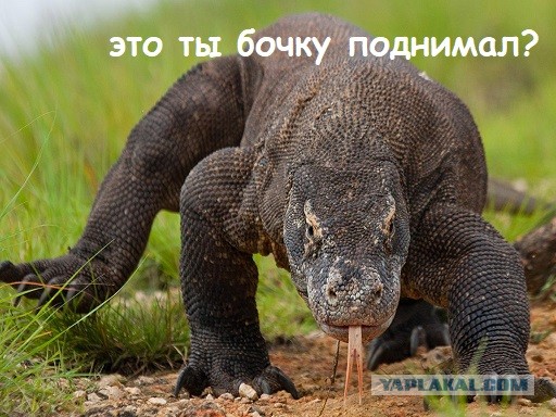 Ящерка