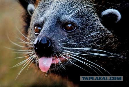 40 фактов о Малайзии (о. Борнео) глазами россиянки